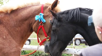 Zapłacili 2000 zł za życie Henryki