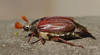 Uwaga! Będą opryskiwać lasy 