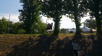 Wielbłądy lubią piotrkowskie drzewa