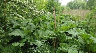 Straż Miejska ostrzega przed barszczem Sosnowskiego!