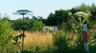 Uwaga na barszcz Sosnowskiego! Ta roślina może zabić 