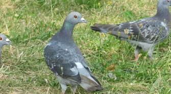 Niektórzy dokarmiają, inni przepędzają. Problem z gołębiami na osiedlu Słowackiego Północ 