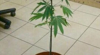 16-letnie ogrodniczki uprawiały konopie 