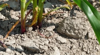 Powinni wprowadzić stan klęski żywiołowej? 