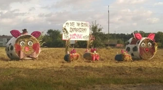 Kto połaszczył się na dożynkowe świnie? 