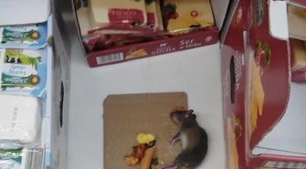 Szczur przy serze w Biedronce 