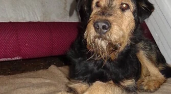 Pies tęskni i czeka na właściciela