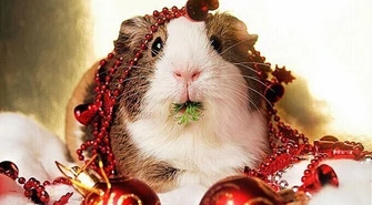 Jak to z tym prezentem jest?