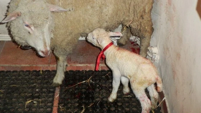 Podwójny cud narodzin w piotrkowskiej szopce. W niedzielę na świat przyszła owieczka