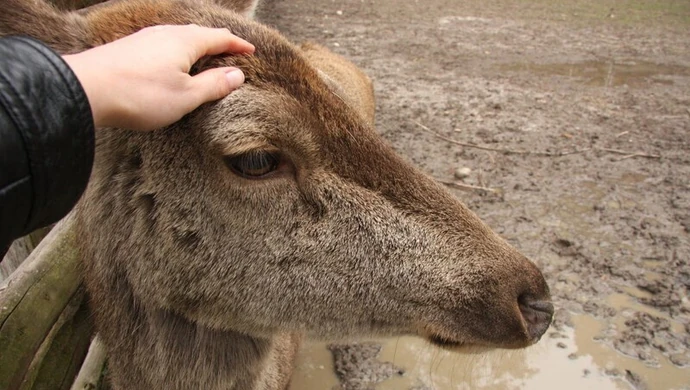Zimowy rajd z PTTK. Będą pomagać zwierzętom 