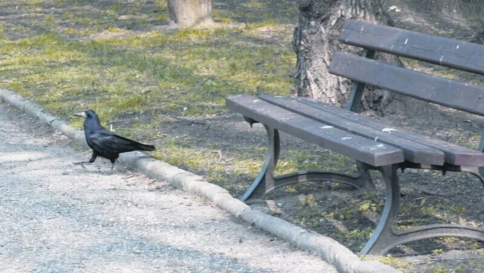 Nie ma mocnych na gawrony 