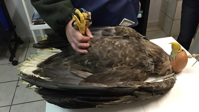 Ranny orzeł znaleziony w naszym regionie