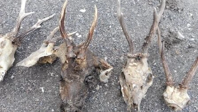 Miał w domu nielegalny tytoń i trofea łowieckie