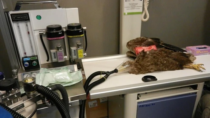 Historia postrzelonego bielika – ciąg dalszy