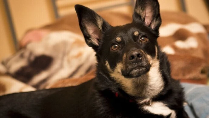 Schronisko dla zwierząt w Piotrkowie. Dlaczego tym razem bez przetargu? 