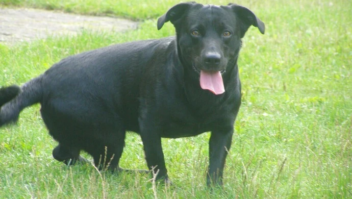 Gdzie dzwonić w sprawie bezpańskich psów? 