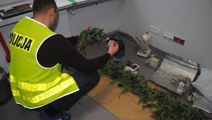 Uprawiał konopie indyjskie w piwnicy