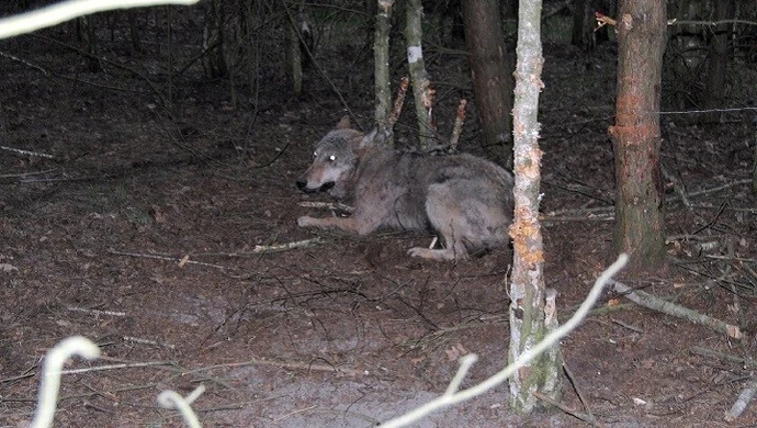 Wilk złapał się we wnyki