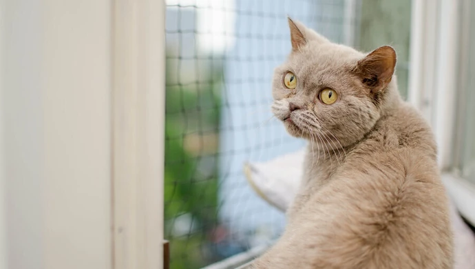 "Mafia w sieci". Dołącz i wspieraj Miasto Kotów!