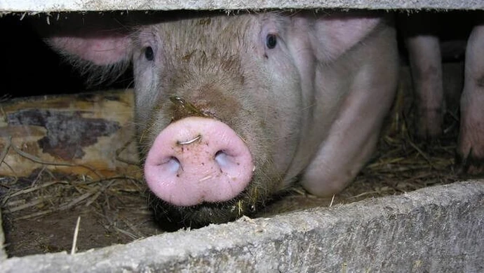 Tego jeszcze nie było – wójt zaprasza na Festyn Wieprzowiny 