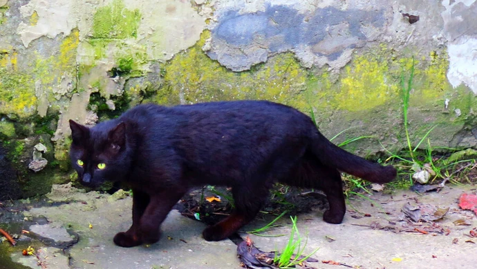 Jak pech, to pech. Dziś piątek trzynastego 