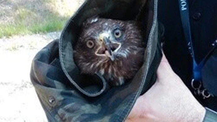 Ranny myszołów uratowany