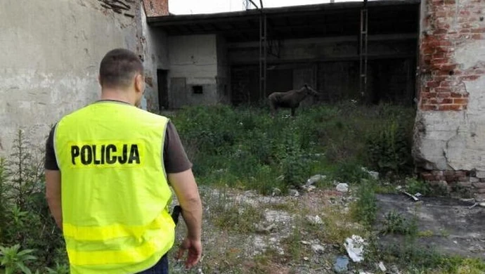 Uratowali łabędzia i parę łosi