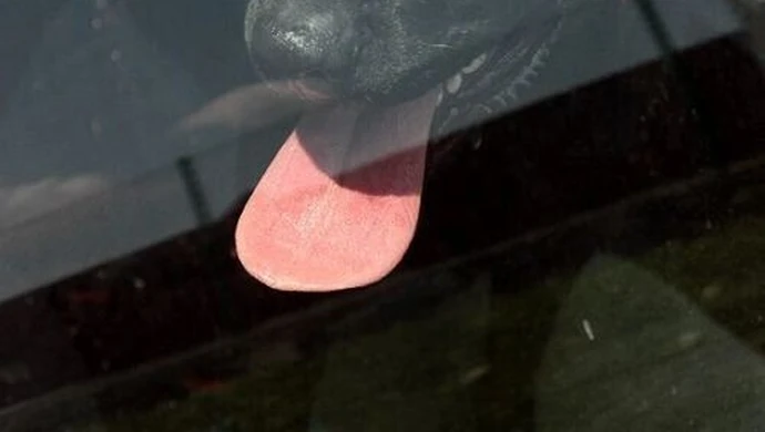 Zamknęła psa w samochodzie i poszła do kosmetyczki 