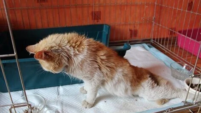 Przez kilka dni leżał sam. Głodny i sparaliżowany