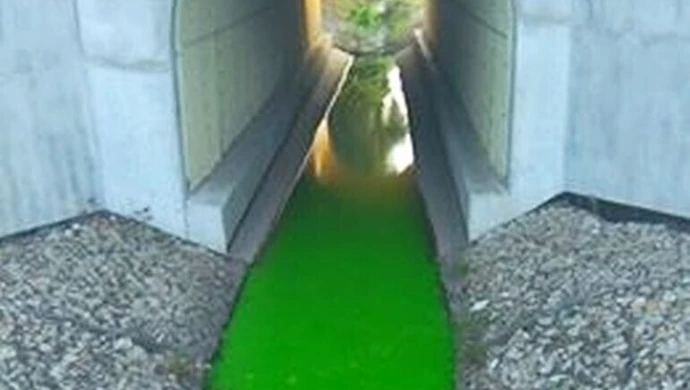 Dlaczego Strawa jest zielona? 