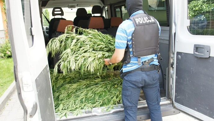 Policja wykryła 680 krzaków konopi indyjskich