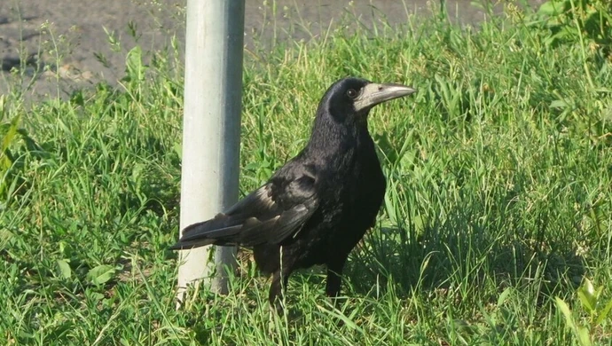 Brudzą, hałasują i... atakują?