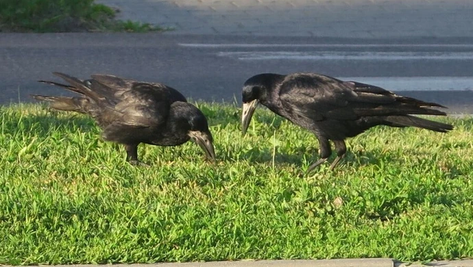 Będzie sokolnik, będzie zrzucanie gniazd. Wojna została wypowiedziana! 