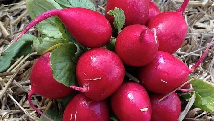 Była wieprzowina, czas na sałatę i rzodkiewkę