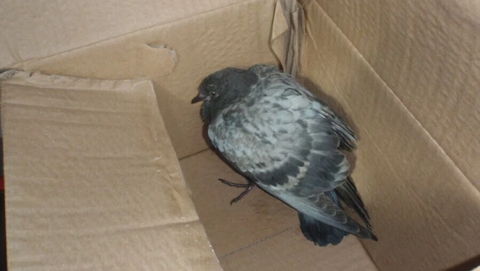 Strzelali do gołębia z pistoletu na kulki 