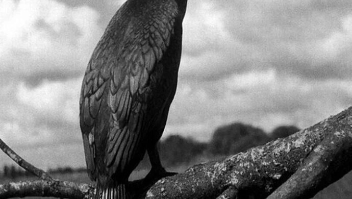 ODA zaprasza na bezkrwawe łowy 