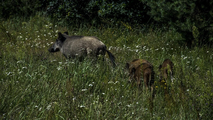 Dziki grasują pod Tomaszowem i Sulejowem