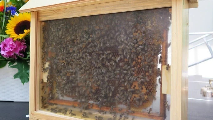 Potrzeba nam więcej pszczół i pszczelarzy. Dziś Dzień Pszczół