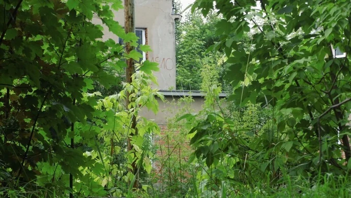 Dzika dżungla przy Batorego. Kto chętny? 