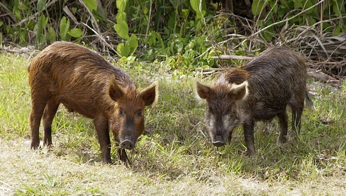 Pomór świń – czy mamy się bać?
