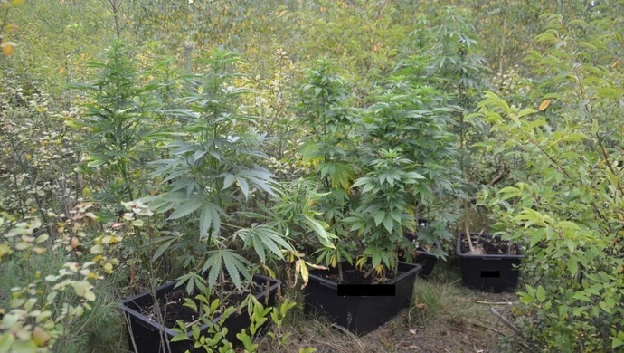 Przeczesują lasy w poszukiwaniu konopi 