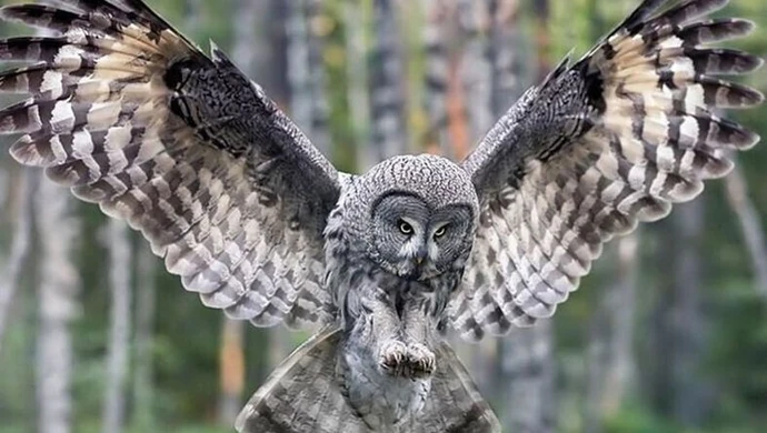 Dzikie ptactwo na Placu Pofranciszkańskim 