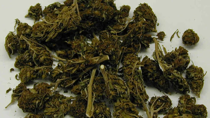 Policja znów na tropie „plantatorów” 