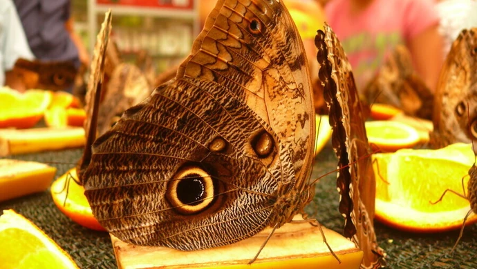 Egzotyczne motyle już zawitały do Piotrkowa