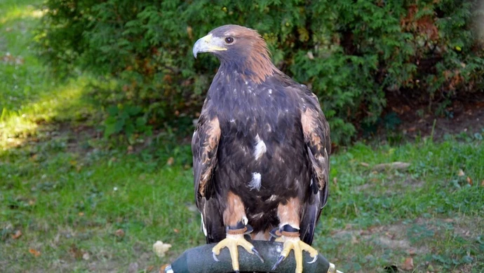 Drapieżniki płoszą gawrony w parku