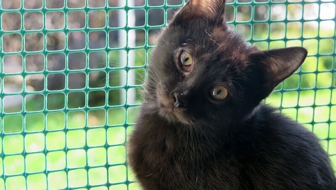 Koty wolno żyjące - jak im pomóc?