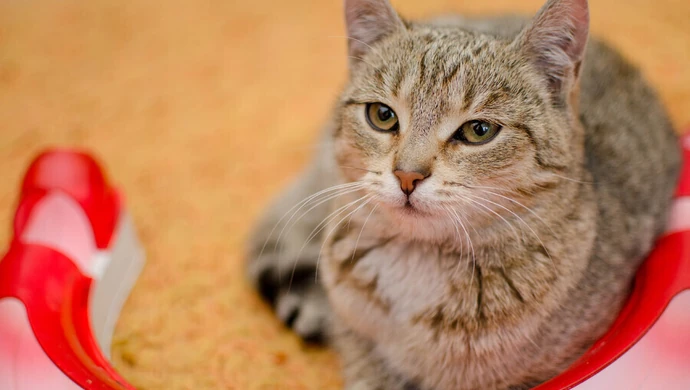 Wspierajmy "Miasto Kotów"