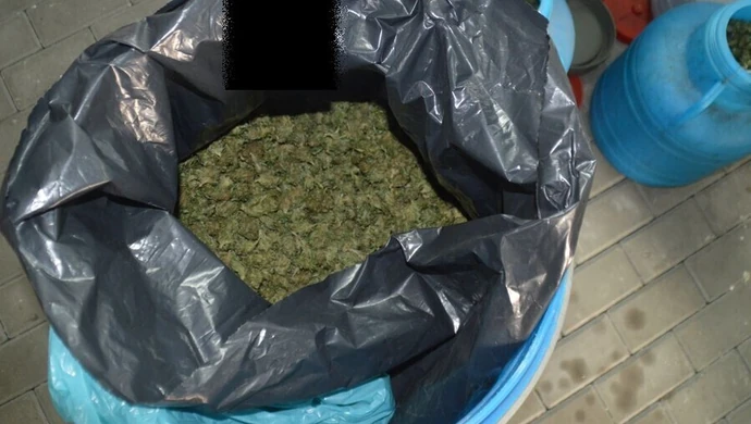 Znaleźli marihuanę wartą ponad milion złotych