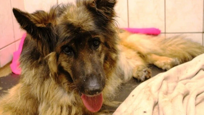 Zakopał psa żywcem. Policja szuka oprawcy