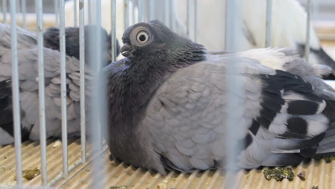 Moszczenica: wystawa rasowych gołębi